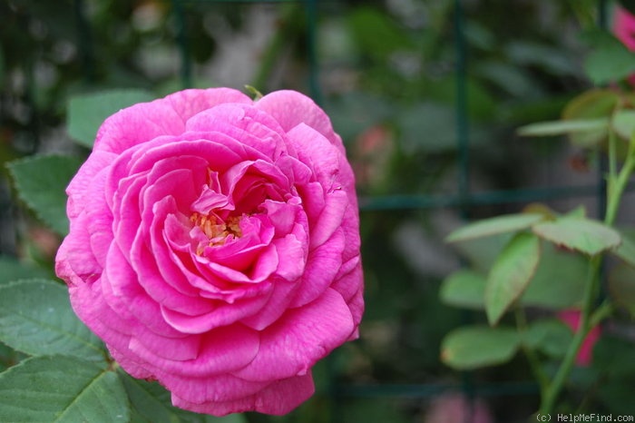 'Madame Charles Baltet' rose photo