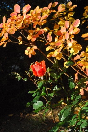 'Fellowship (floribunda, Harkness before 1988)' rose photo