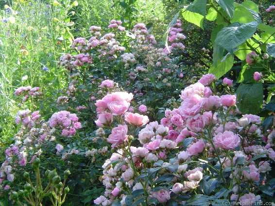 'Fairy (polyantha, Bentall 1932)' rose photo