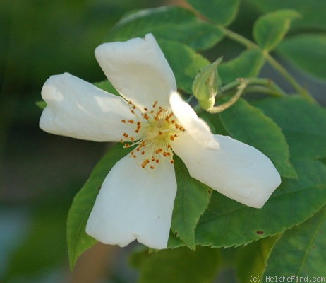 'R. moschata' rose photo