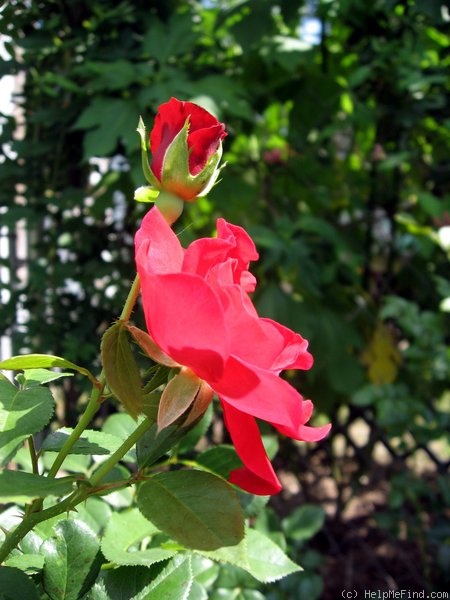 'Cameron Bohls ™' rose photo