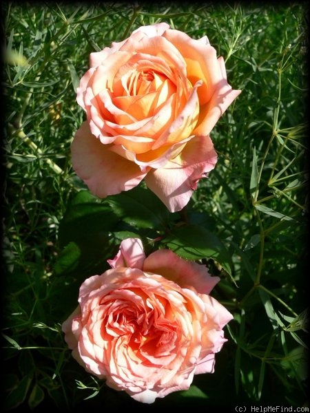 'Albrecht Dürer Rose®' rose photo