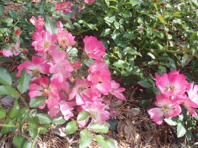 'Pink Drift ® (shrub, Mouchotte/Meilland, 2008)' rose photo