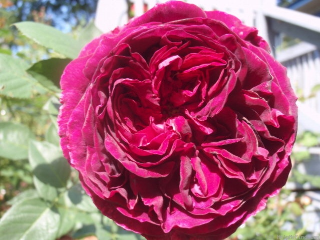 'Falstaff' rose photo