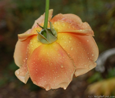'Royal Sunset' rose photo