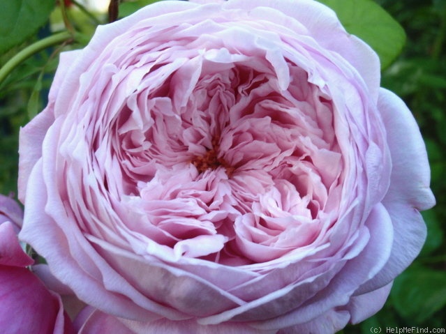 'Spirit Of Freedom' rose photo