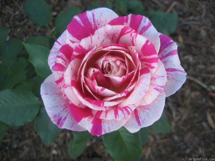 'Julio Iglesias (floribunda, Meilland, 2006)' rose photo