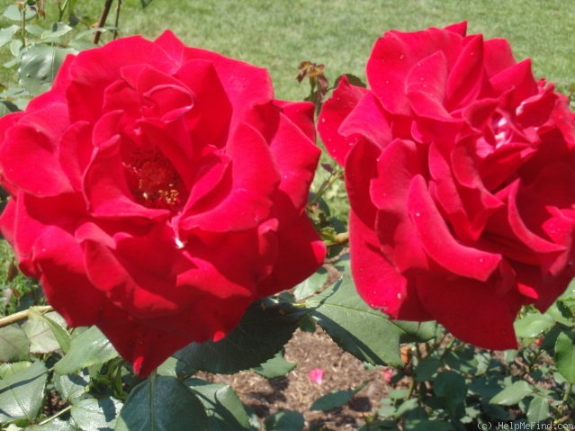 'Olympiad ™ (hybrid tea, McGredy 1972)' rose photo