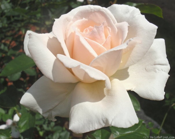 'Prairie Star' rose photo