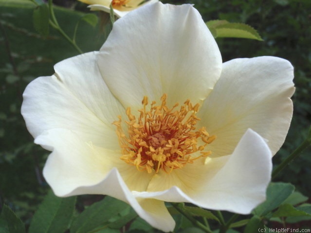 'Golden Wings (Shrub, Shepherd 1954)' rose, click to enlarge 'Golden Wings (Shrub, Shepherd 1954)' rose photo