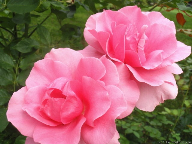 'Earth Song' rose photo