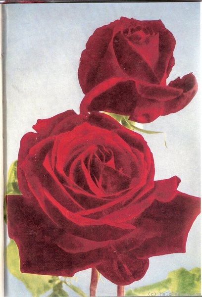 'Charles Mallerin (Hybrid Tea, Meilland, before 1947)' rose photo