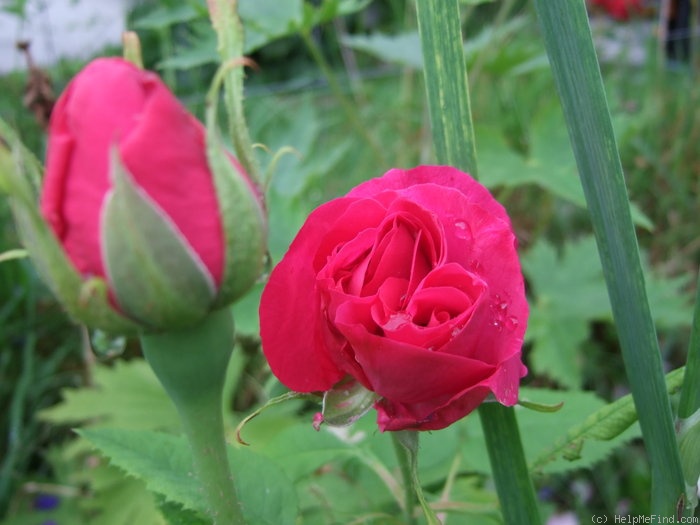 'Baron J.B. Gonella' rose photo