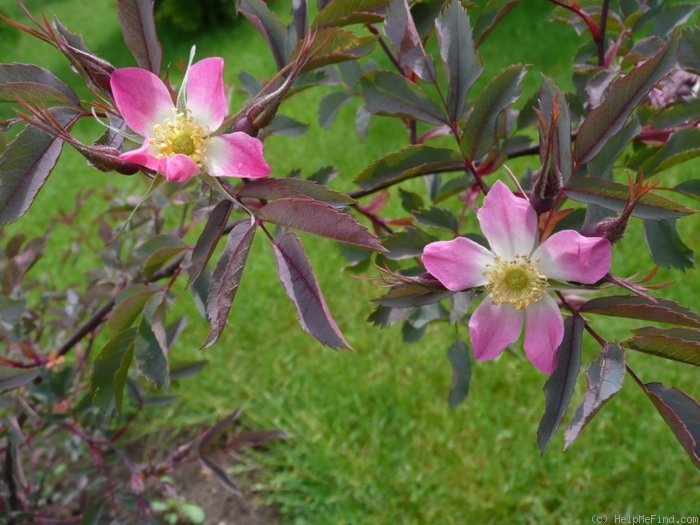 'R. glauca' rose photo