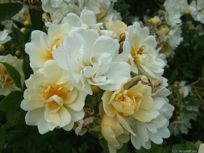 '<i>Rosa helenae</i> 'Hybrida'' rose photo