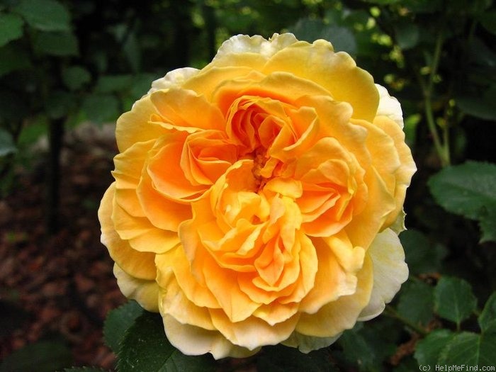 'Molineux' rose photo