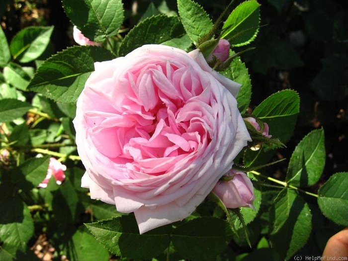 'Gloire des Mousseau' rose photo