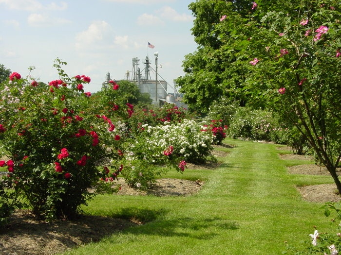 'The Garden of Roses of Legend and Romance'  photo