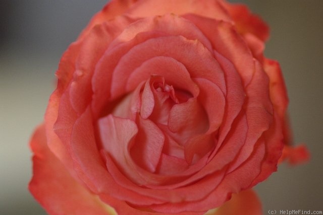 'Marieken' rose photo