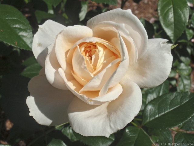 'Lion's Fairy Tale' rose photo