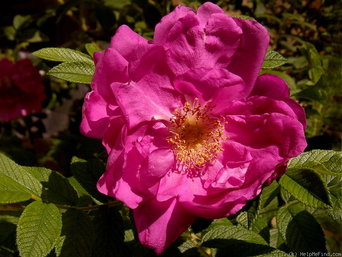 'Rotes Meer (Rugosa, Baum, 1983)' rose photo