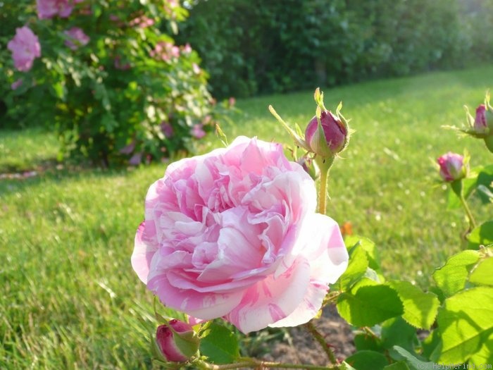 'Cottage Maid (Centifolia/Gallica, Vibert 1839)' rose photo