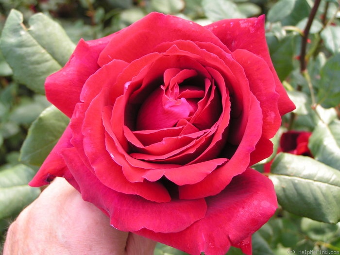 'Winschoten' rose photo
