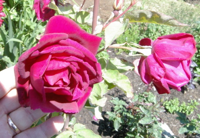 'Mirandy (Hybrid Tea, Lammerts 1944)' rose photo