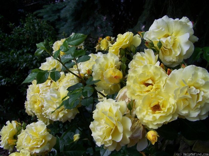 'Lichtkönigin Lucia (Large Flowered Climber, Kordes, 1966)' rose photo