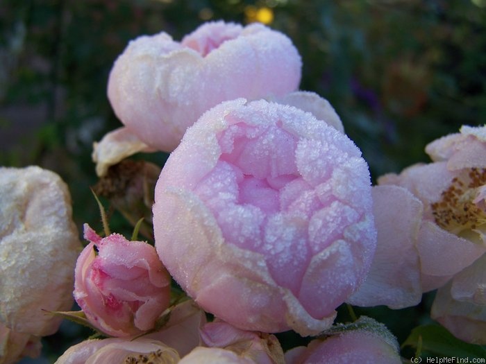 'Scarborough Fair' rose photo