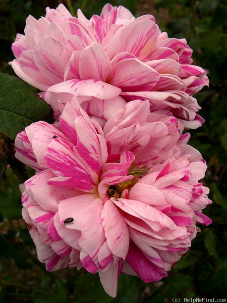 'Mécène' rose photo