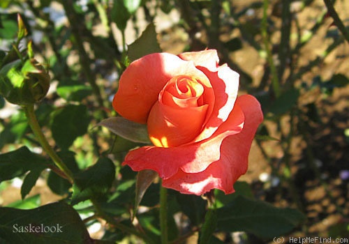 'Princess Michiko' rose photo