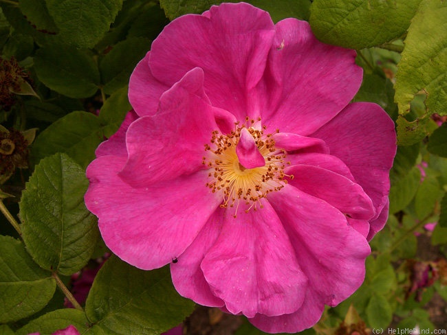 'Apothekerrose' rose photo