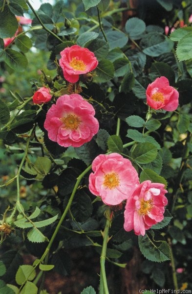 '<i>Rosa rubiginosa</i> 'Duplex'' rose photo