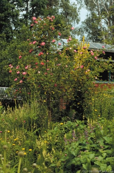 '<i>Rosa rubiginosa</i> 'Duplex'' rose photo