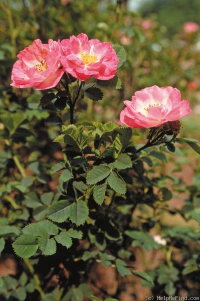 'Janet's Pride (hybrid rubiginosa, Paul, 1892)' rose photo