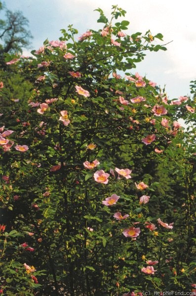 '<i>Rosa mollis</i> Sm.' rose photo