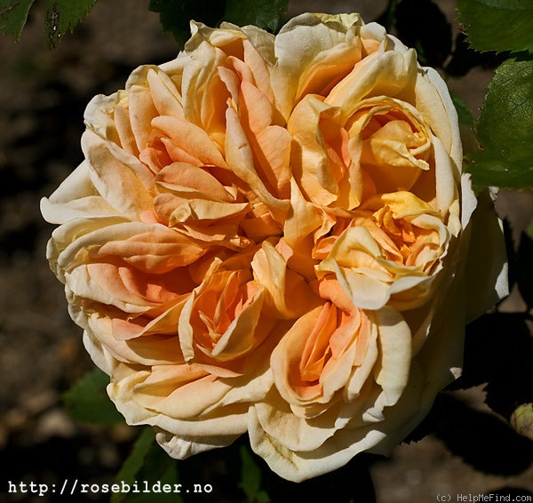 'Soleil d'Or' rose photo