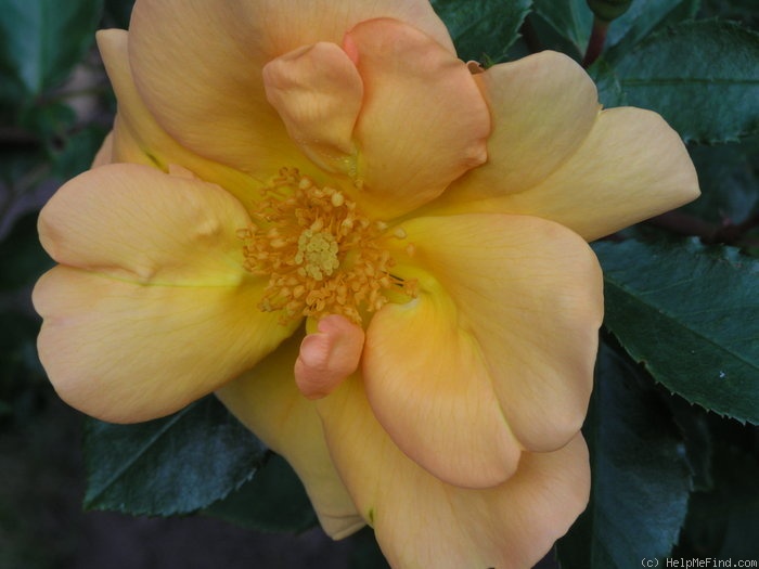 'Apricot Queen (shrub, Interplant, 1999)' rose photo