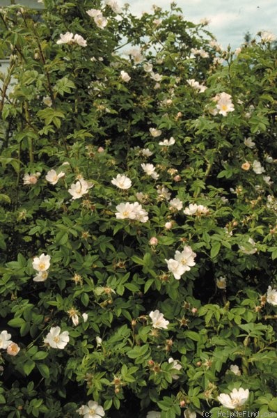 'R. tomentosa' rose photo