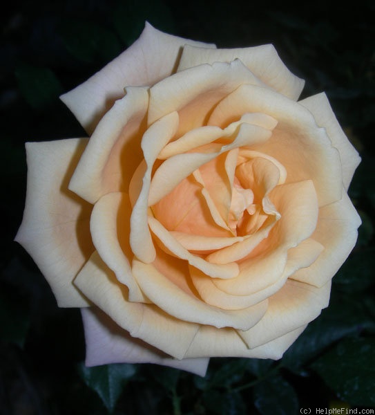 'Apricot Twist ™' rose photo