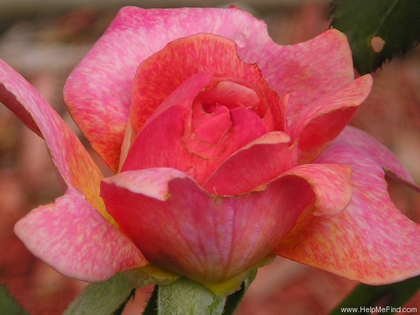 'Spanish Rhapsody' rose photo