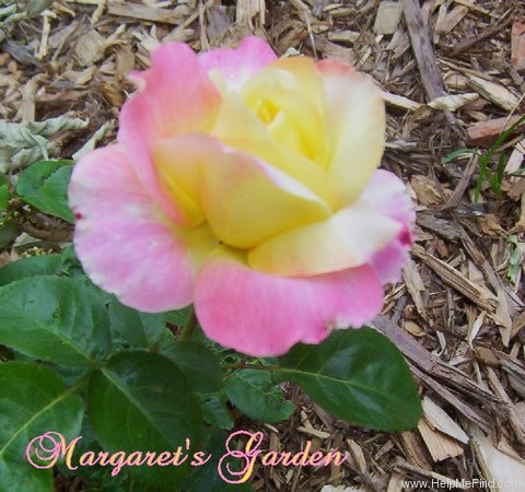'BAIpeace' rose photo