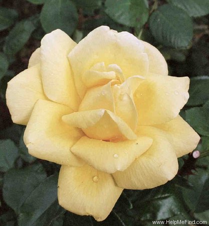 'Parador ®' rose photo