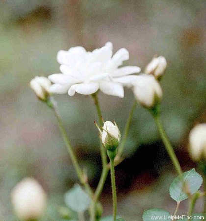 'Pour Toi' rose photo