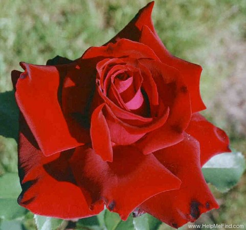 'Red Lady' rose photo