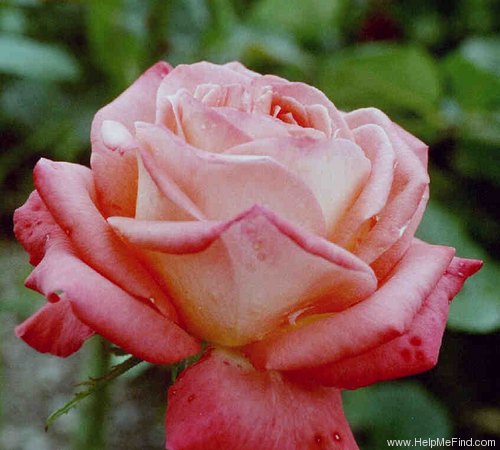 'Reine des Roses' rose photo