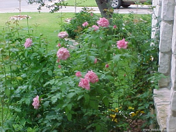 'Belinda's Dream (Shrub, Basye, 1988)' rose photo