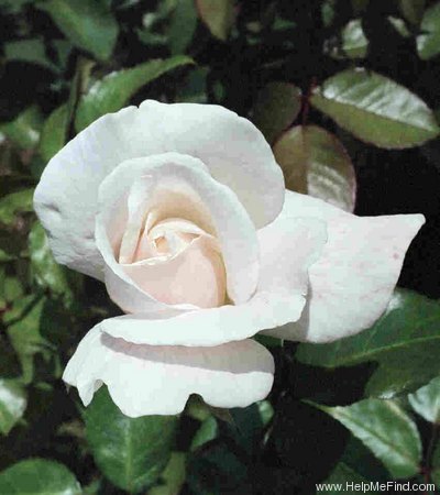 'White Nights (climber, Poulsen, 1985)' rose photo