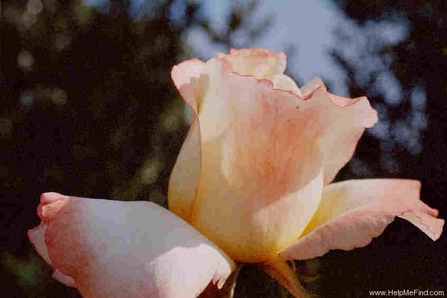 'Yellow Wonder' rose photo